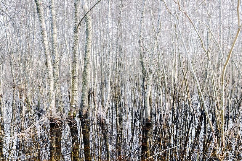 Abstract nature trees in mirror image by eric van der eijk