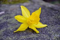 Blume