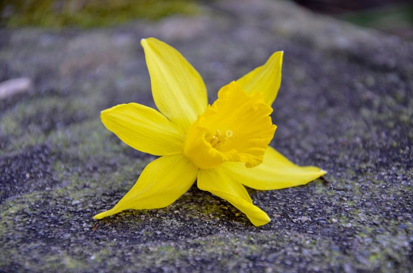 Flower by Jamy Danen
