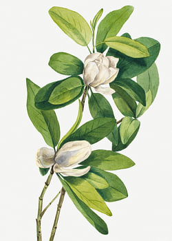 Magnolia des marais (1918)
