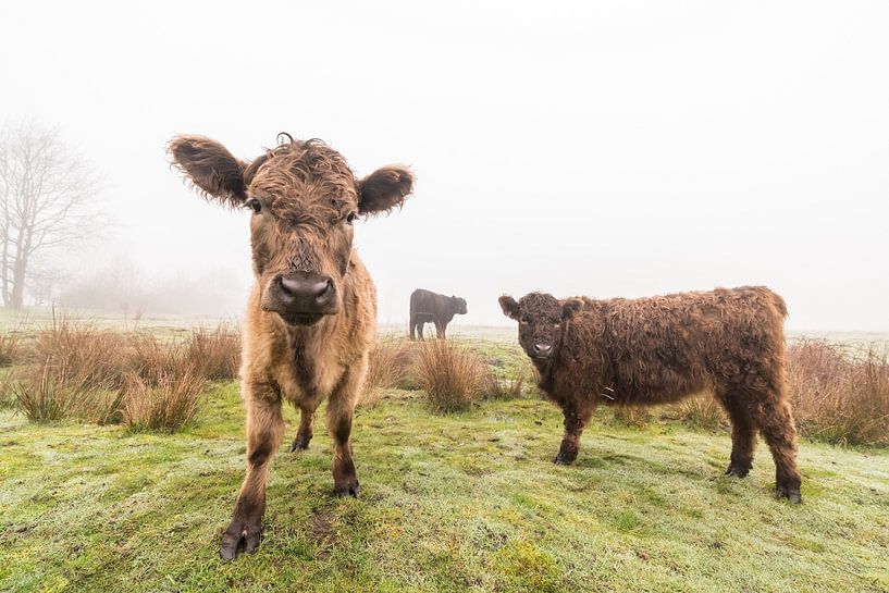 Galloways on the field by Marcel Derweduwen
