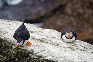 Papageitaucher auf der Insel Skellig Michael in Irland