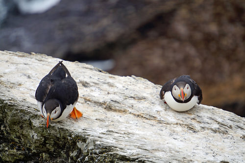 Papegaaiduikers op het eiland Skellig Michael in Ierland
