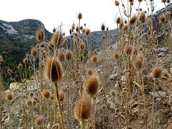 Dead thistles