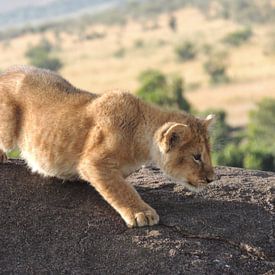 Lion cub starting the chase van Tim van Vilsteren