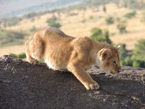 Lion cub starting the chase