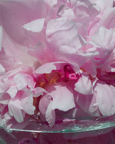 Pioenroos in glas closeup