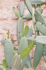 Boho botanisch: cactus van Amy Hengst Reisfotografie Prints