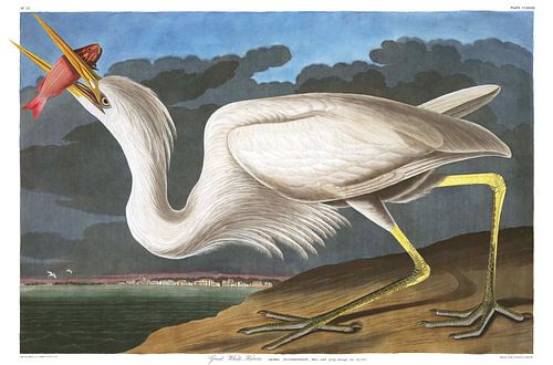 Amerikaanse Blauwe Reiger