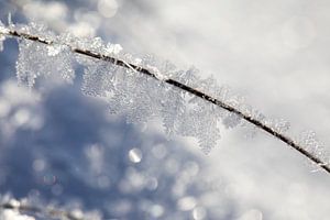 wondere wereld van sneeuw en ijs van Karin Hendriks Fotografie