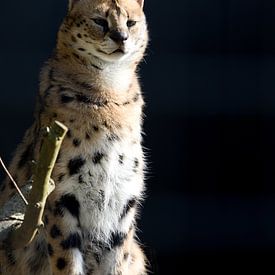 Portrait of Leptailurus serval or serval cat, African native cat in North Africa and the Sahel by W J Kok