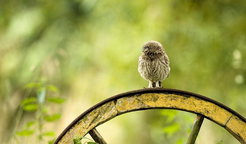 Little Owl by Ronald Kromkamp