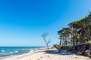 Küstenwald am Weststrand auf dem Fischland-Darß