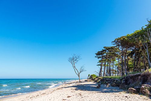 Kustbos aan de westrand op Fischland-Darß