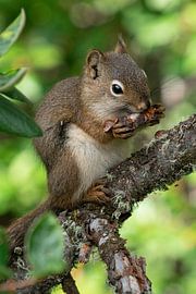 Rothörnchen (Tamiasciurus hudsonicus), Banff National Park, Alberta, Kanada von Alexander Ludwig