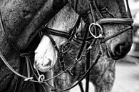 Horses by Wybrich Warns thumbnail