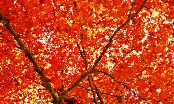rode esdoorn in de herfst gemengde techniek van Werner Lehmann