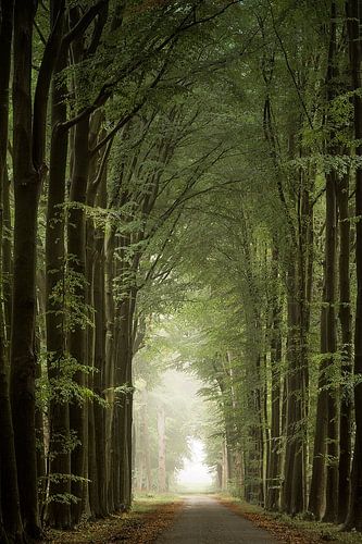 De pilaren van het bos