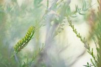 Caterpillar