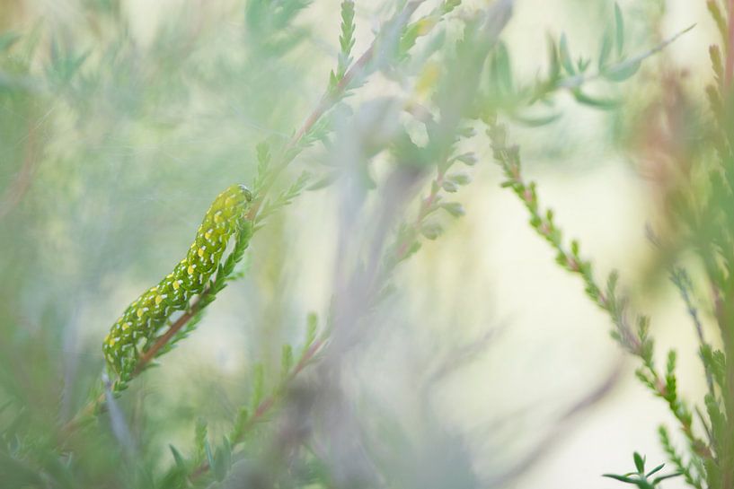 Caterpillar by Ingrid Op den Buijs