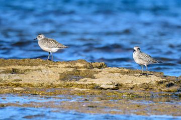 Piping plover in autumn by Karin Jähne