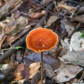 An orange mushroom on the forest floor amongst tropical leaves by whmpictures .com