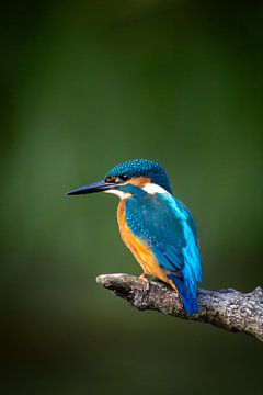 Kingfisher by Maurice van de Waarsenburg
