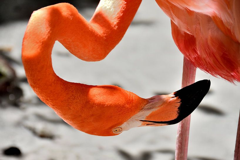 Flamingo in Curaçao by Karel Frielink