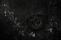 Rose noire, Stephen Clough von 1x Miniaturansicht