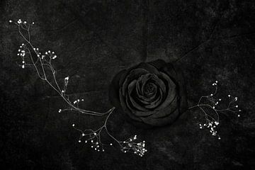 Rose noire, Stephen Clough by 1x