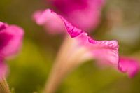 Purple Flower