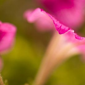 Paarse Bloem van Suzan (Suus) Buskes