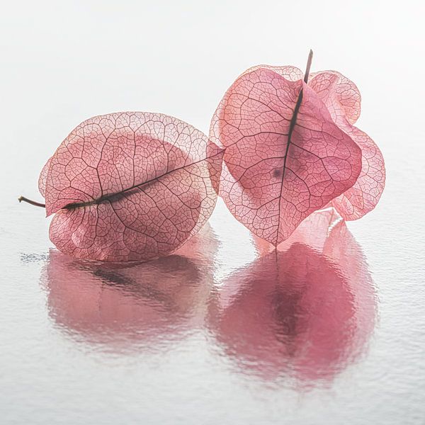 Pink transparency: Two leaves of the Bougainvillea by Marjolijn van den Berg