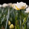 Witte tulpen in het bed van Marc Heiligenstein