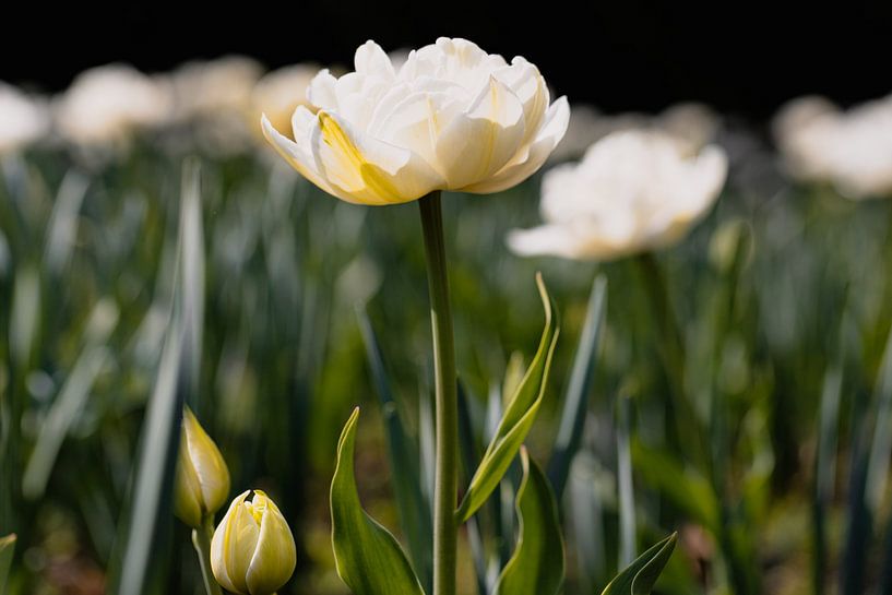 White tulips in the bed by Marc Heiligenstein