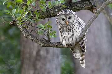 Hawk owl on foray by Daniela Beyer