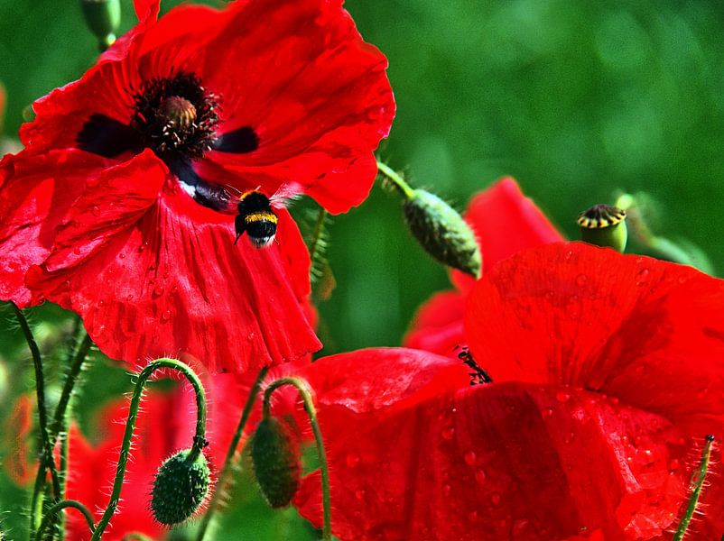 Approche de la fleur de coquelicot par Edgar Schermaul