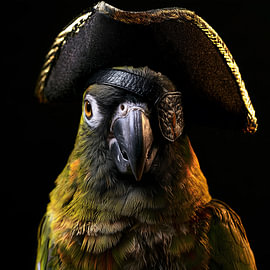 A parrot as a pirate captain