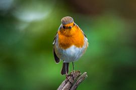 Robin von Kim Claessen