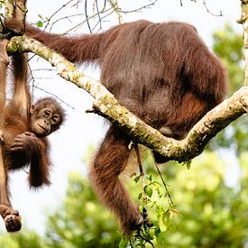 Un orang-outan espiègle sur Florian Kleb