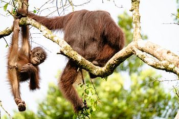 Playful Orang-Utan