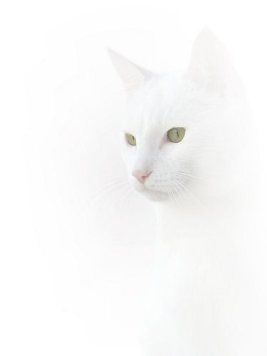 Dämpfen in Weiß von Elo Mars