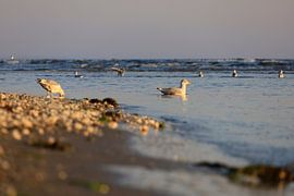 Baltic Sea at sunrise by Thomas Jäger