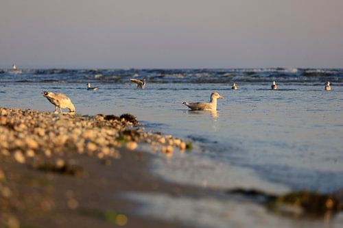 Baltic Sea at sunrise