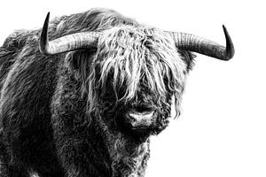 Tough Scottish Highlander schwarz und weiß