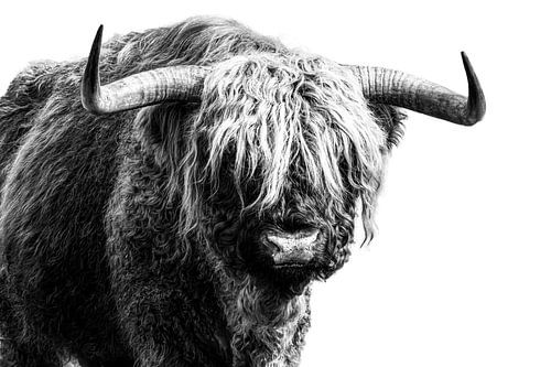 Schotse Hooglander zwart-wit