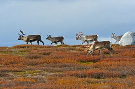 Reindeer in Sweden by Karin Jähne