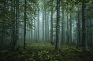 Zauberhafter Märchenwald
