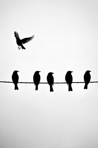 Vogels in de vlucht en op de draad