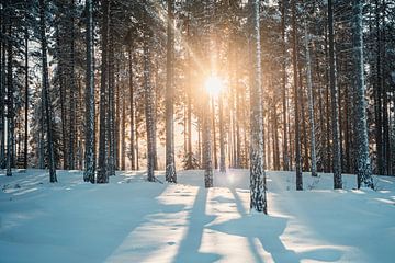 Zweeds bos winterlandschap met winter zon van Prints by Abigail Van Kooten